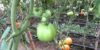 plants-in-the-greenhouse