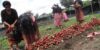 radish-harvesting