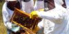 practical-training-on-health-care-of-bees