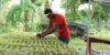 kobonal-haiti-community-gardens-1