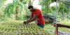 kobonal-haiti-community-gardens-1