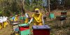 nueva-segovia-beekeeping-1