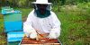 delivery-and-placing-of-queen-bees