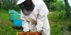 delivery-of-queen-bees